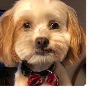 Meet your Posher, Kristen